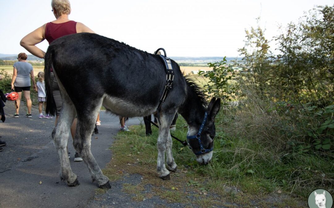 Esel Wanderung