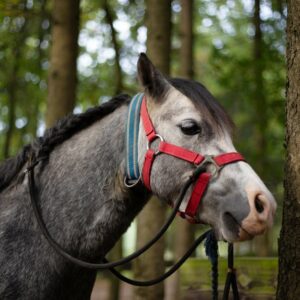 Pony to Go ohne Begleitung