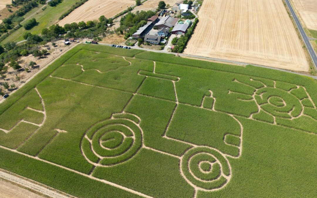 Mais-Labyrinth ist eröffnet!