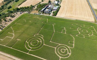 Mais-Labyrinth ist eröffnet!
